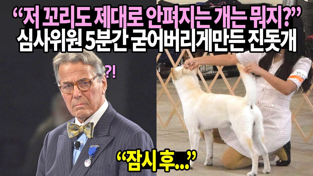 “저 꼬리도 제대로 안펴지는 개는 뭐지?” 심사위원 5분간 굳어버리게만든 진돗개