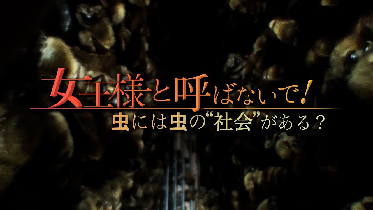 “女王様”と呼ばないで！虫には虫の”社会”がある？｜ガリレオX第125回