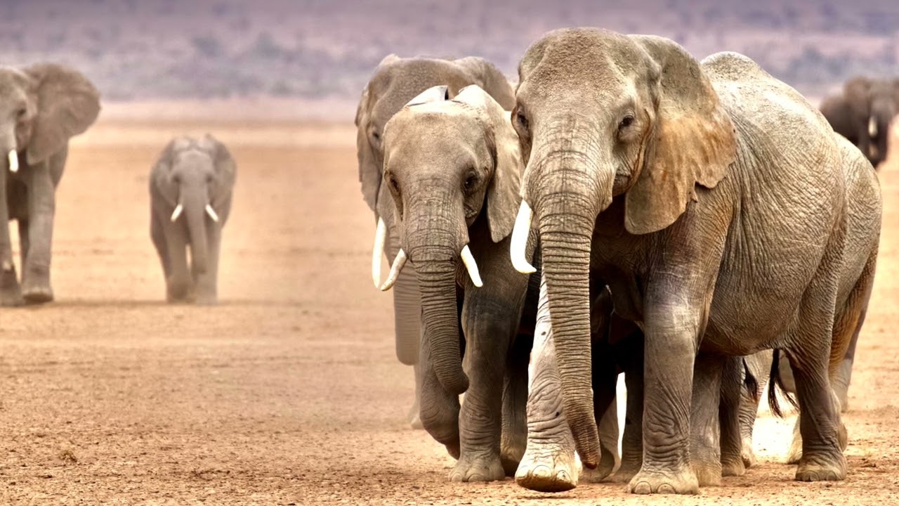 The NatGeo Style Adventure: Chasing The Great Migration of Elephants