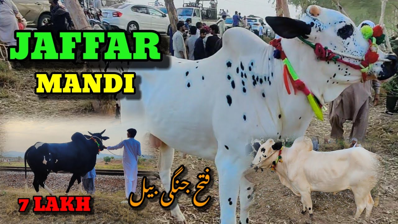 Cow Mandi Jaffar 2024 - Fateh Jangi Bull 2024