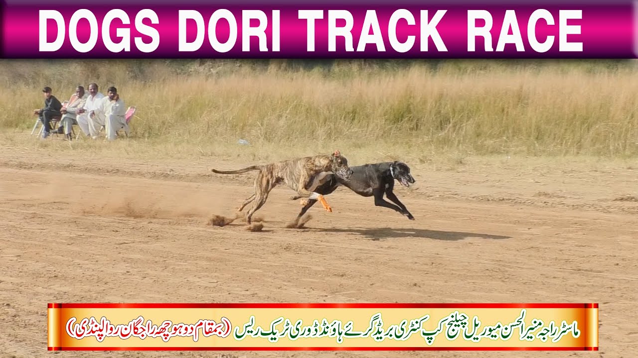 Dog Race || Dori Track Race || Dadhocha Rawalpindi | 3rd Round | 16-11-25 