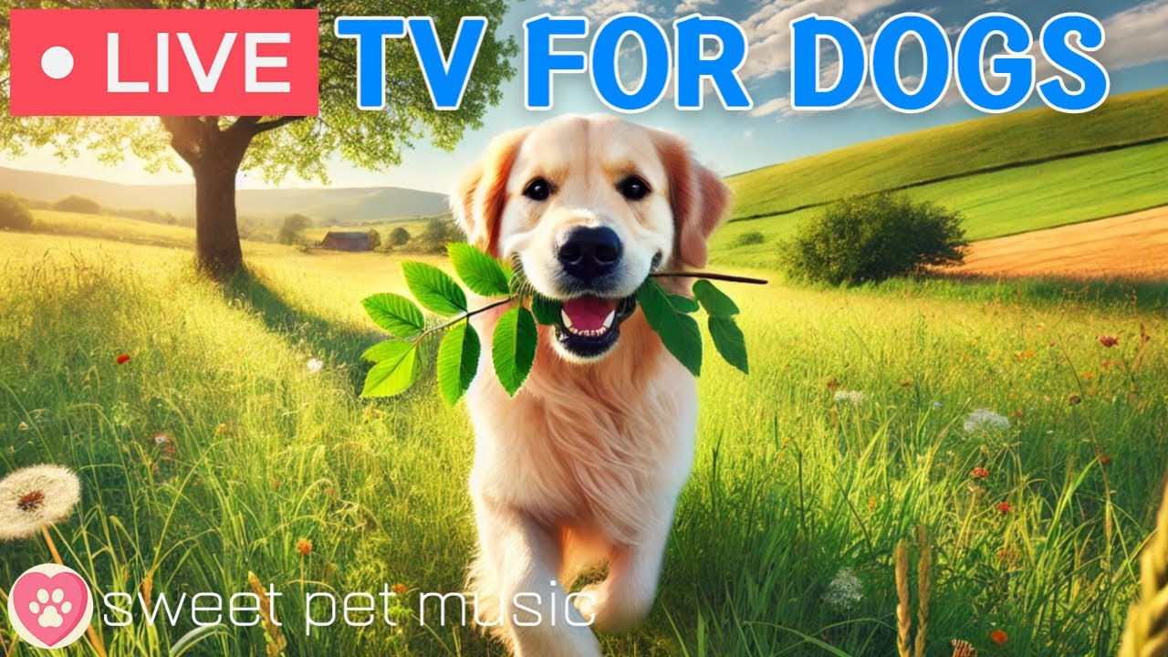 🔴24 Hours of Dog TV🎵🐶Relaxing Dog Music for Sleep🐾🩷Soothing Music to Ease Dog Anxiety and Stress