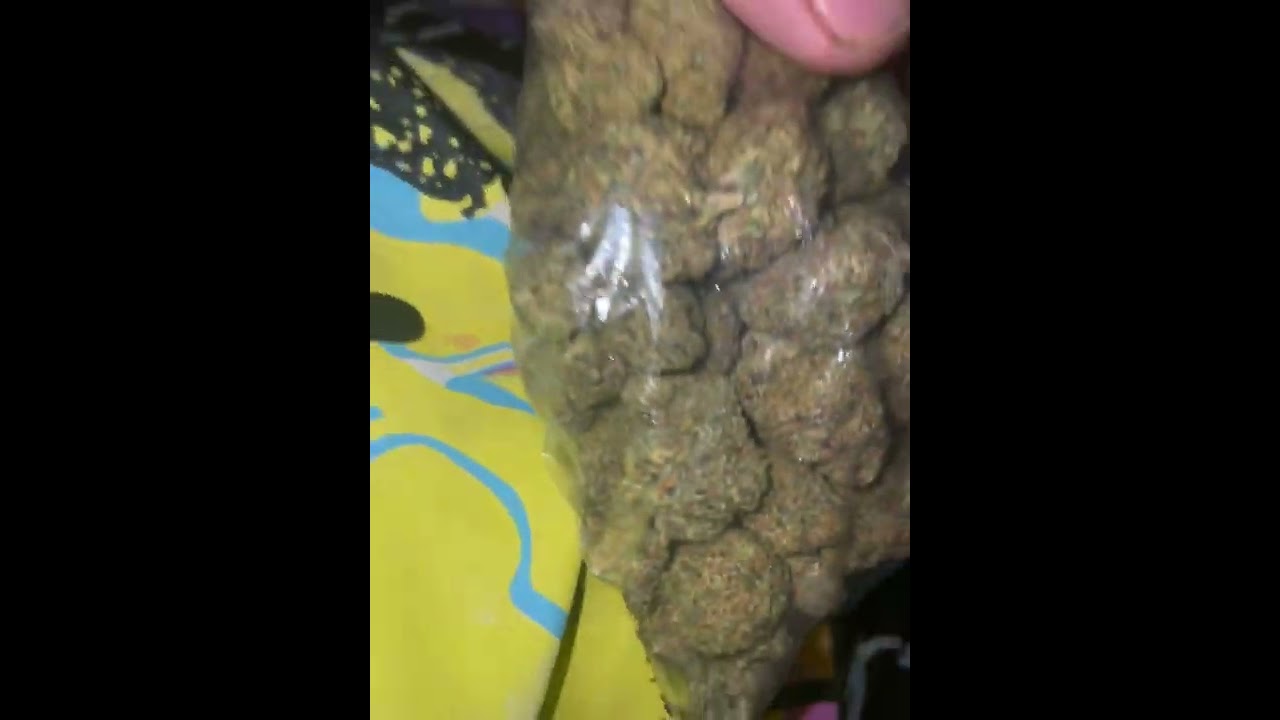 WHAT GOOD WEED LOOKS LIKE - STRAIN - biscotti