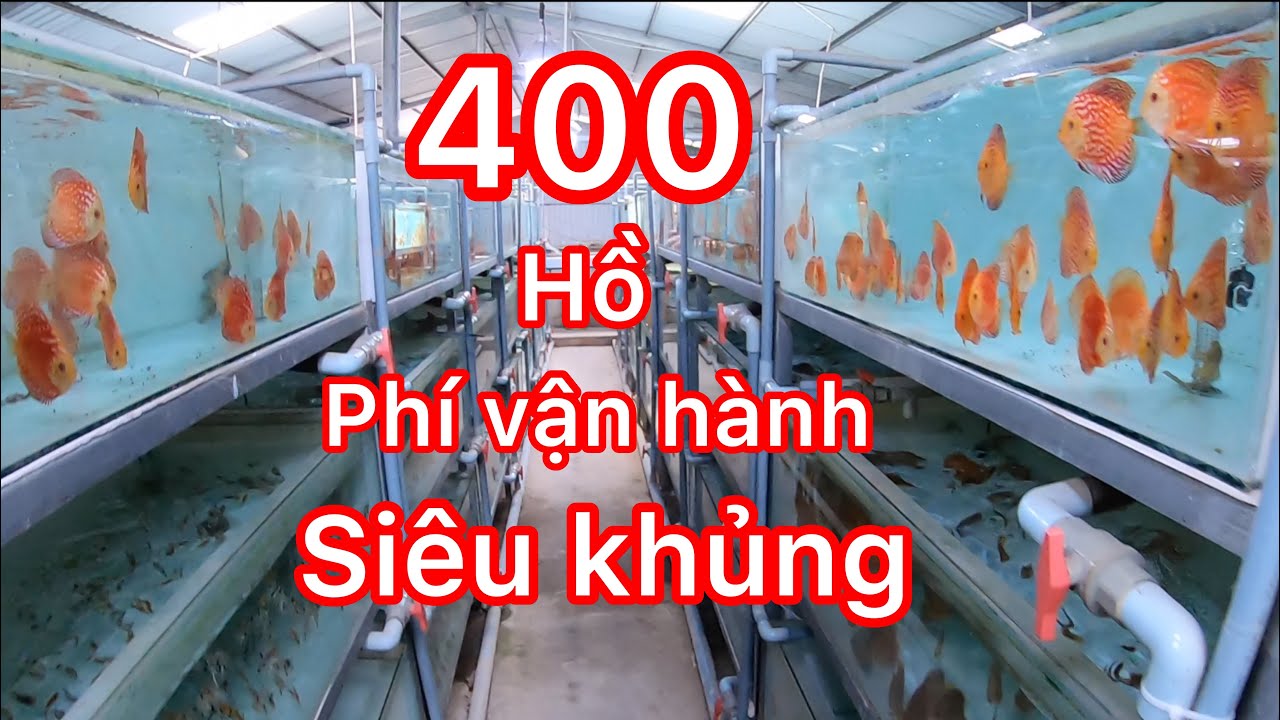 Trại cá cảnh với phí vận hàng siêu khủng chuyên làm đủ các dòng cá dĩa - Discus farm