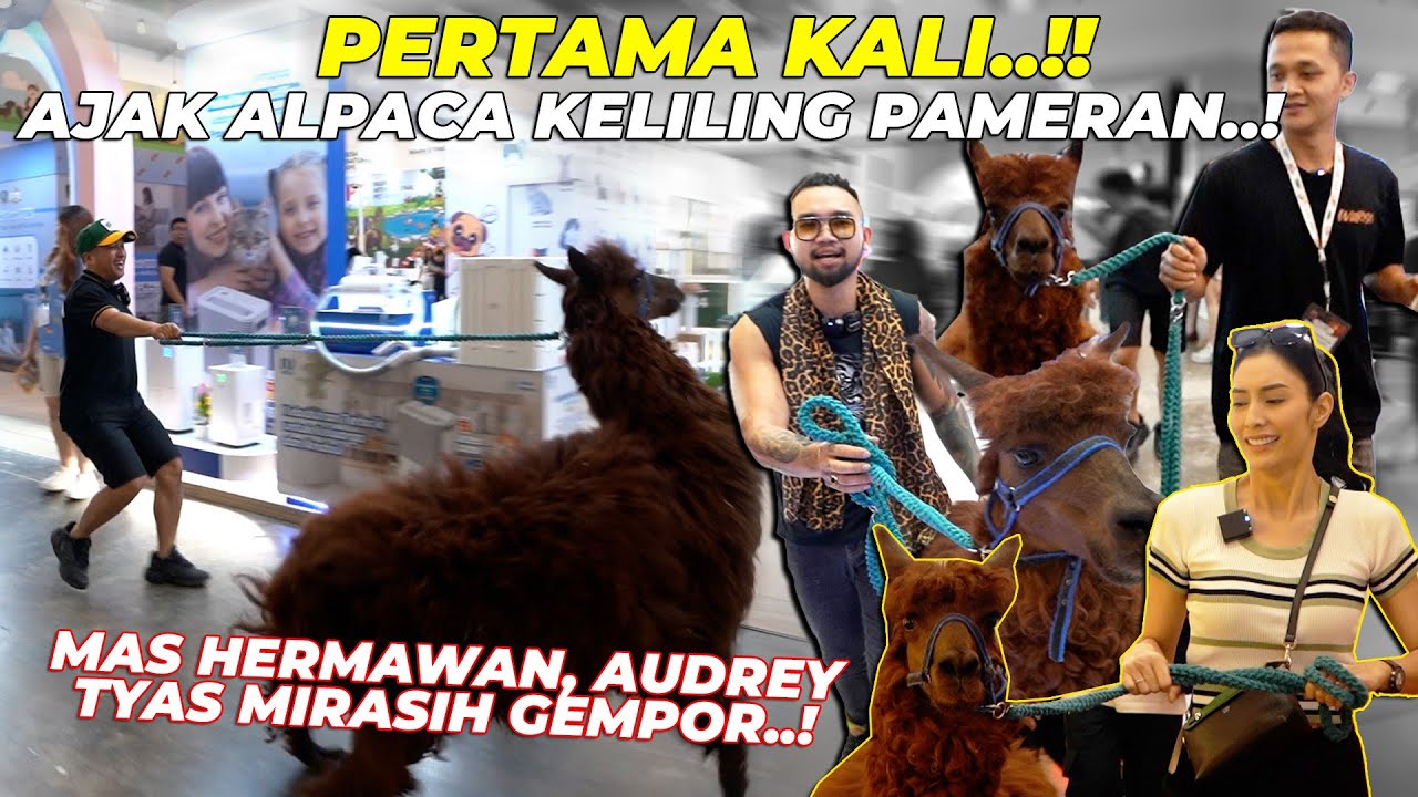 1 GEDUNG PADA MELONGO..!! ADA ALPACA KELILING PAMERAN. MAS HERMAWAN, AUDREY, TYAS MIRASIH GEMPORR..!