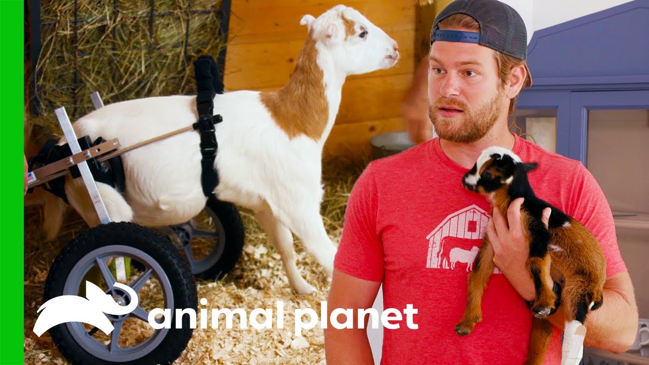 Heartwarming Goat Recovery Stories | Saved by the Barn