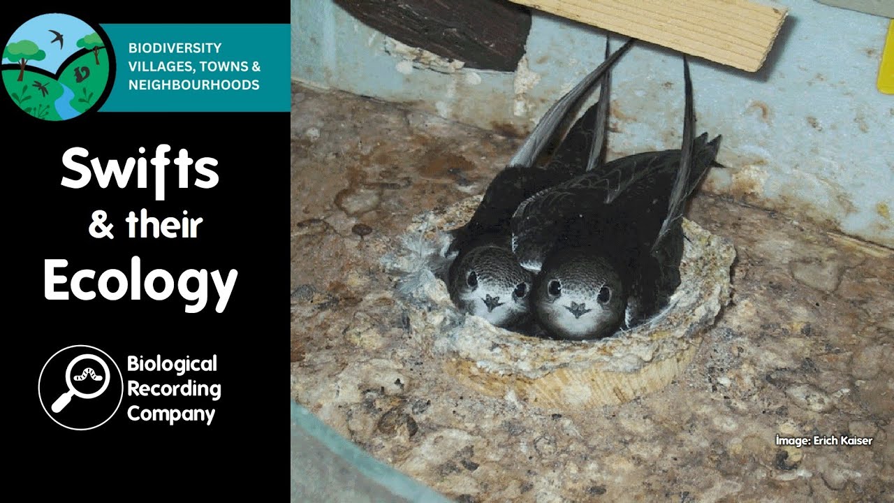 Swifts and their Ecology