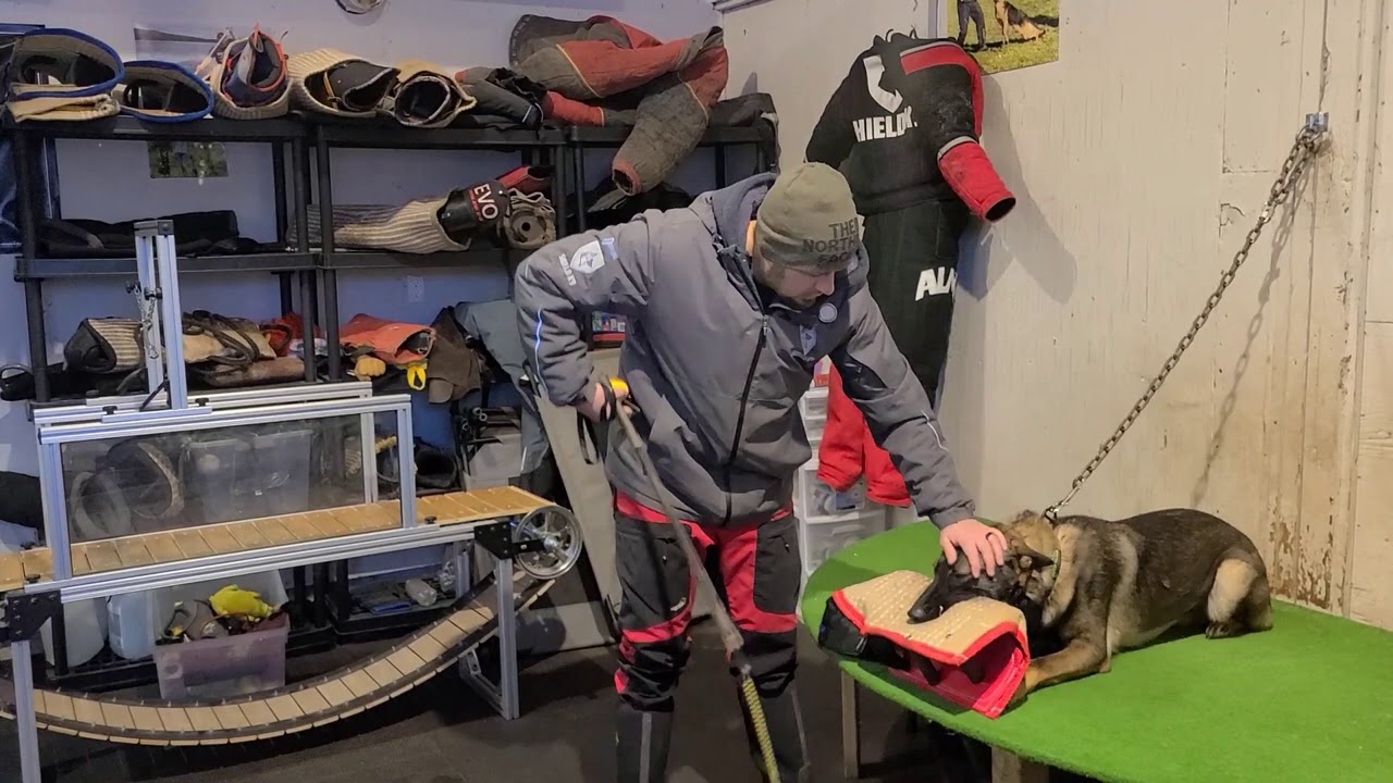 Starting my own dog in Bite Work - What am I doing?