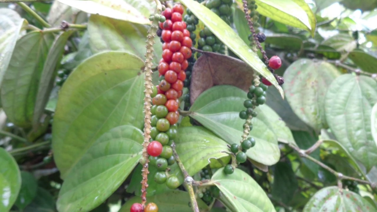 Cultivo de Pimienta