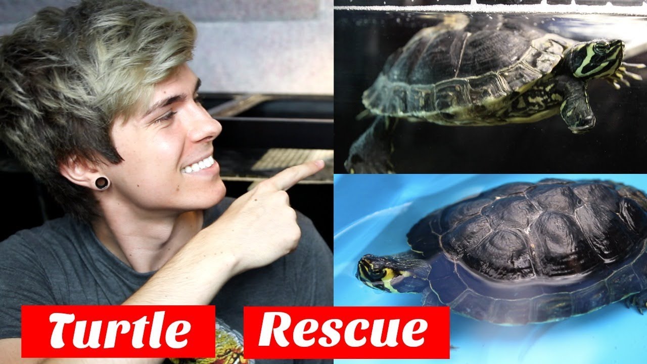 Update on My Rescued Turtle! From 20 Gallons to 120 Gallons
