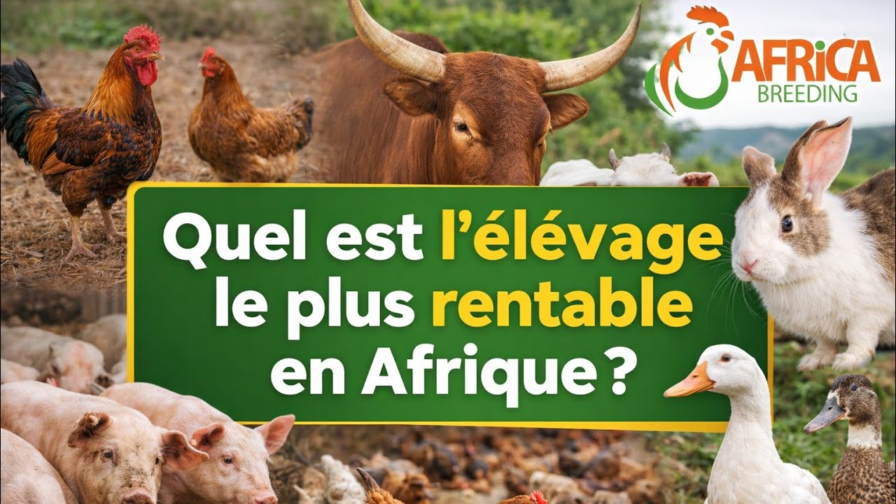 Tu Cherches L'élevage le Plus Rentable en Afrique ? Regarde ça ... 
