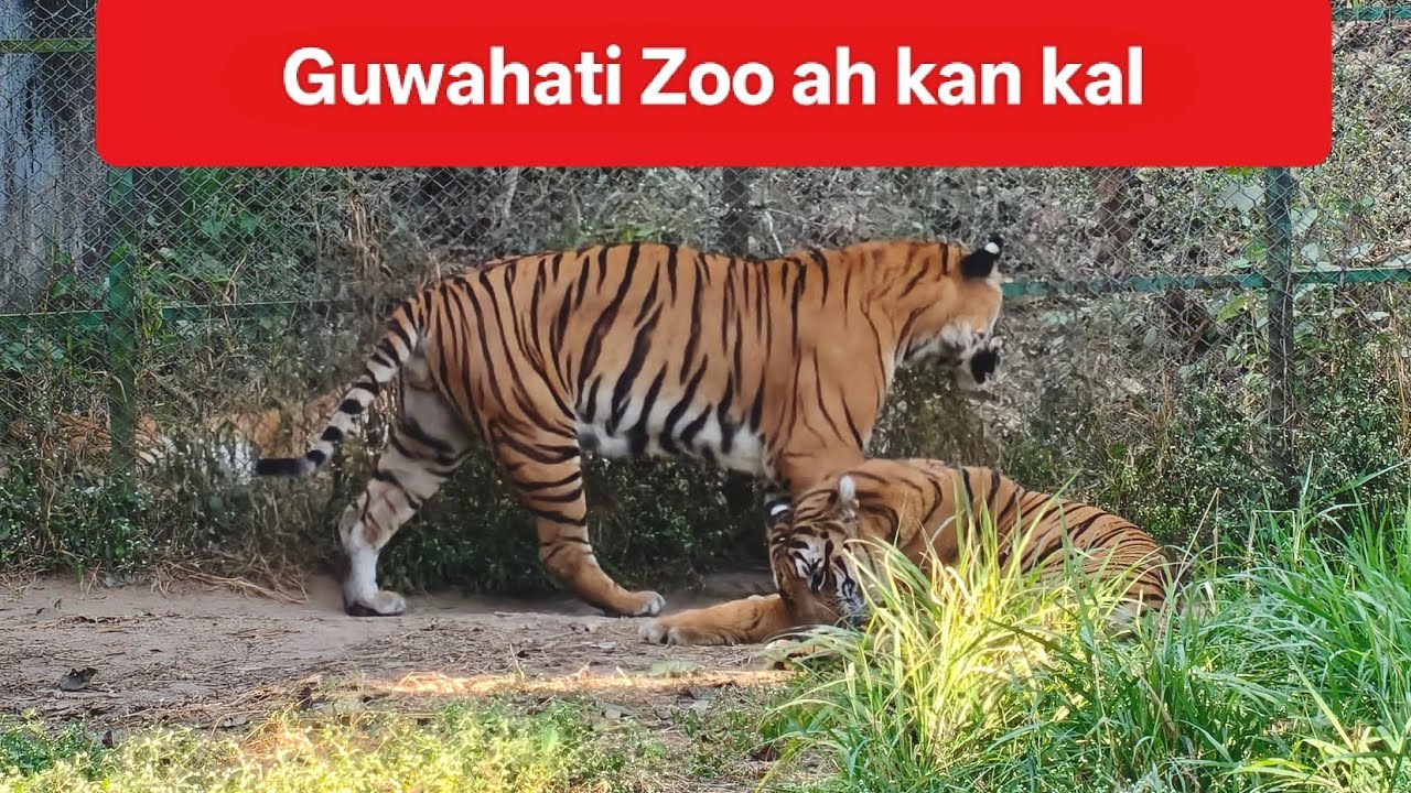 Guwahati Zoo ah kan kal//Ramsa an hmuhnawm hle.