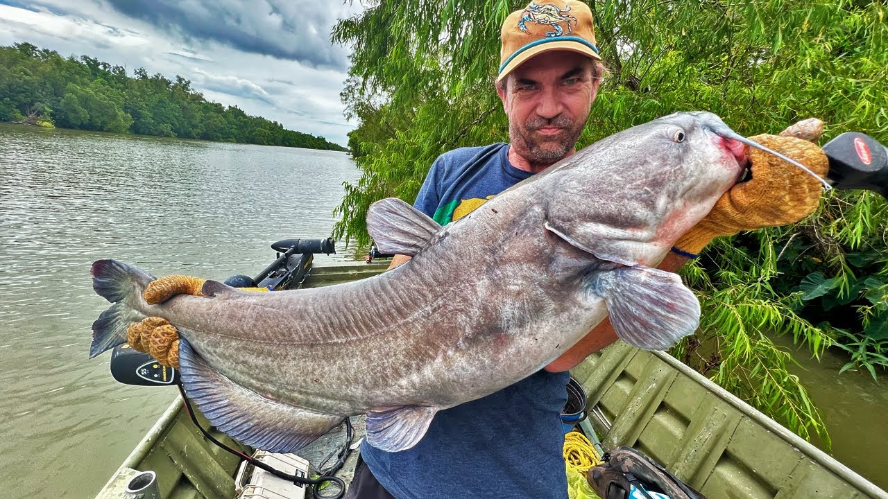 CATFISH So Big They BROKE All Our Limb Lines