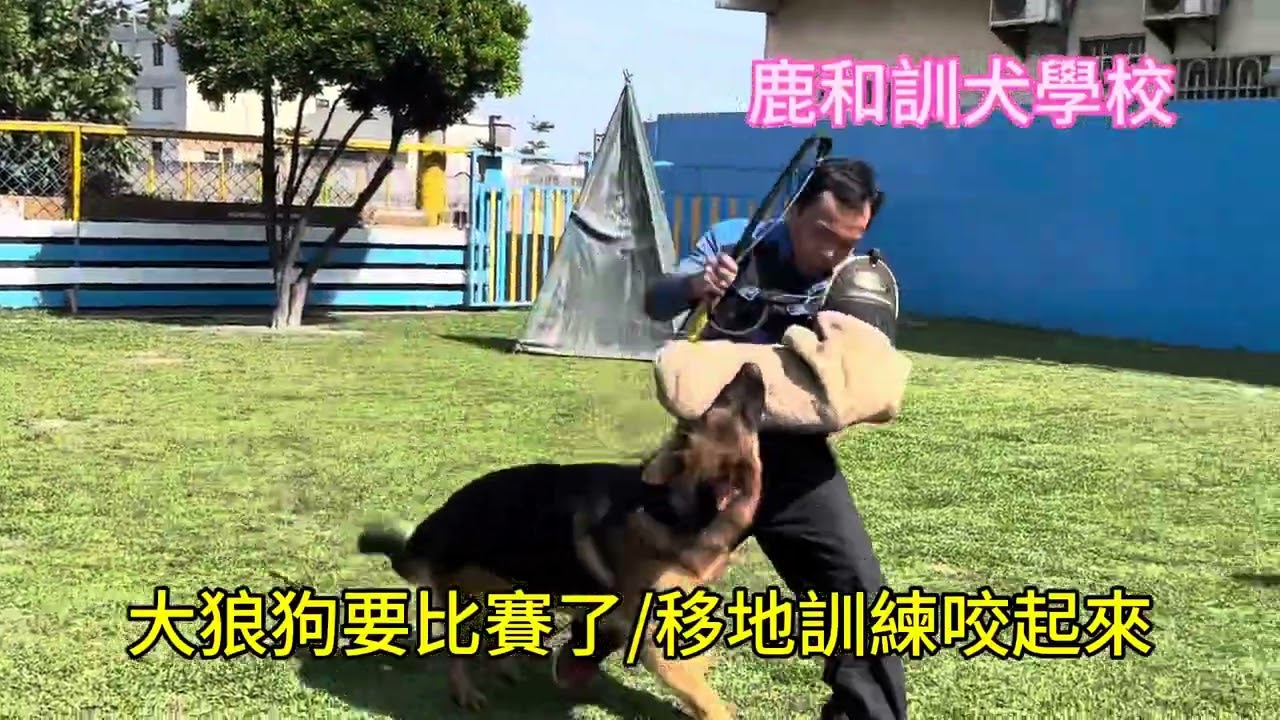 警犬咬捕訓練/大狼狗要比賽了/德國狼犬移地訓練/鹿和訓犬學校