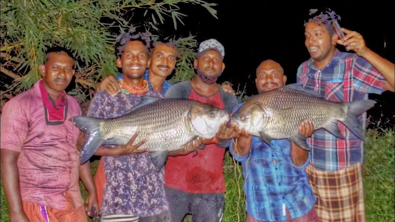 ഒരൊറ്റ ദിവസം കൊണ്ട് കിട്ടിയത് 40kg|Caught 4 heavy cutla|kerala carp fishing