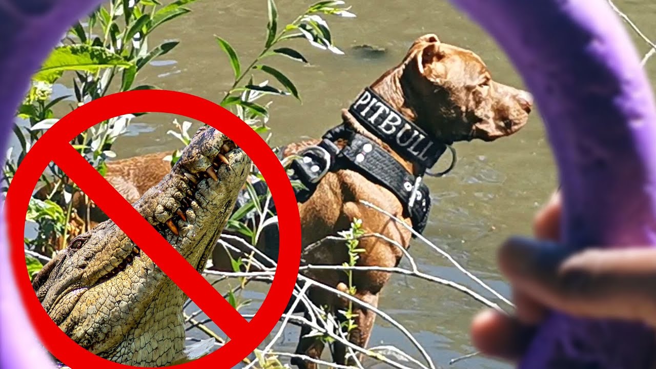 Dans la Jungle de ODIN & SASHA [+informations]