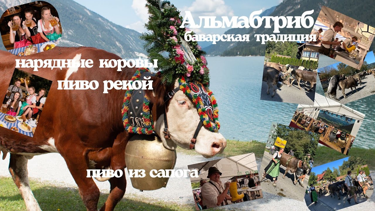 Альмабтриб-древняя традиция Баварии. Перегон скота. Праздник коров и пива- Баварцы умеют веселиться!