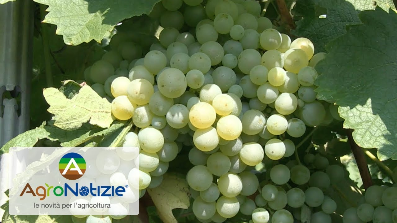 Viticoltura, le soluzioni nutritive di Biolchim