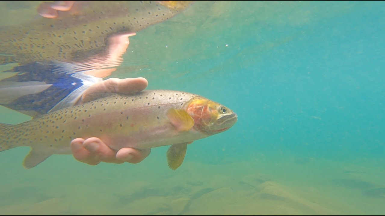 Fish all day! Drive all night!  Part one