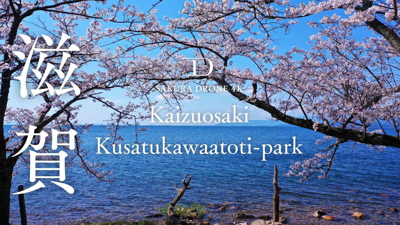[桜ドローン撮影4K]滋賀県海津大崎と草津川跡地公園の桜｜桜ドローンプロジェクト