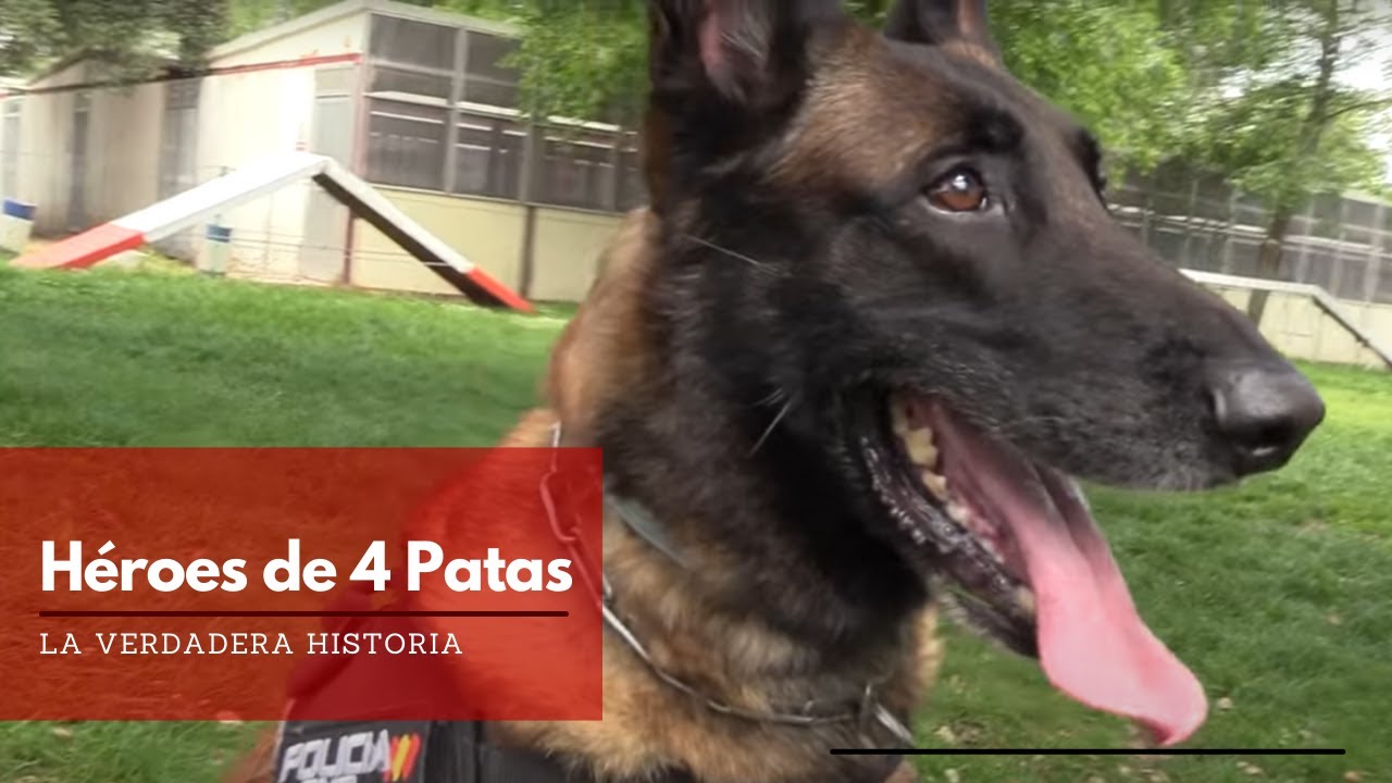 Héroes de 4 Patas, así es la verdadera historia de los Perros Policía