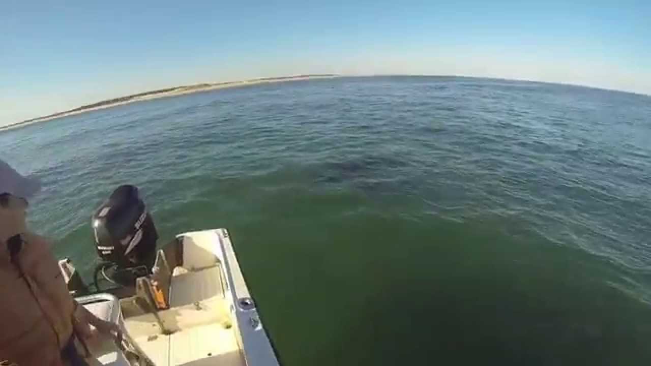 Great White shark attacks seal Chatham 2014