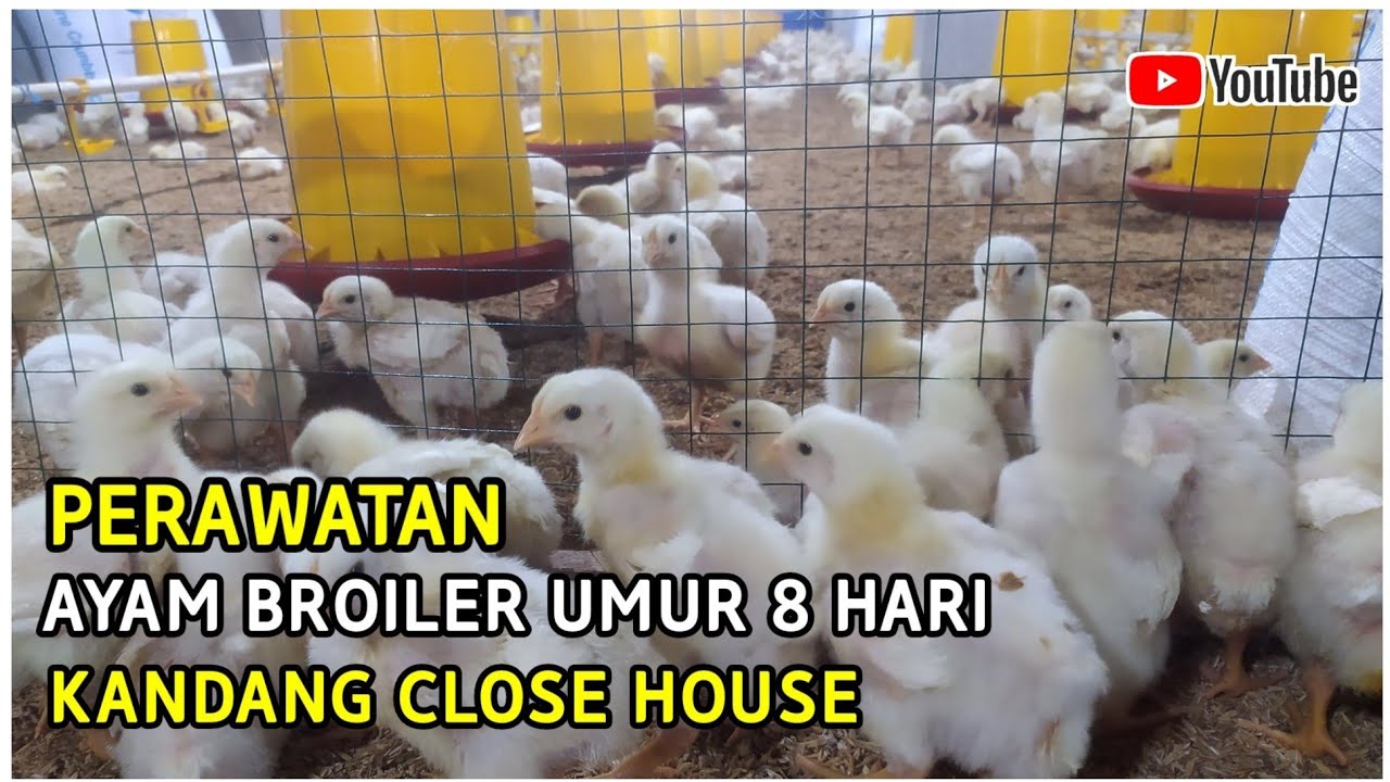 Perawatan ayam broiler umur 8 hari populasi 10.000 ekor - kandang close house