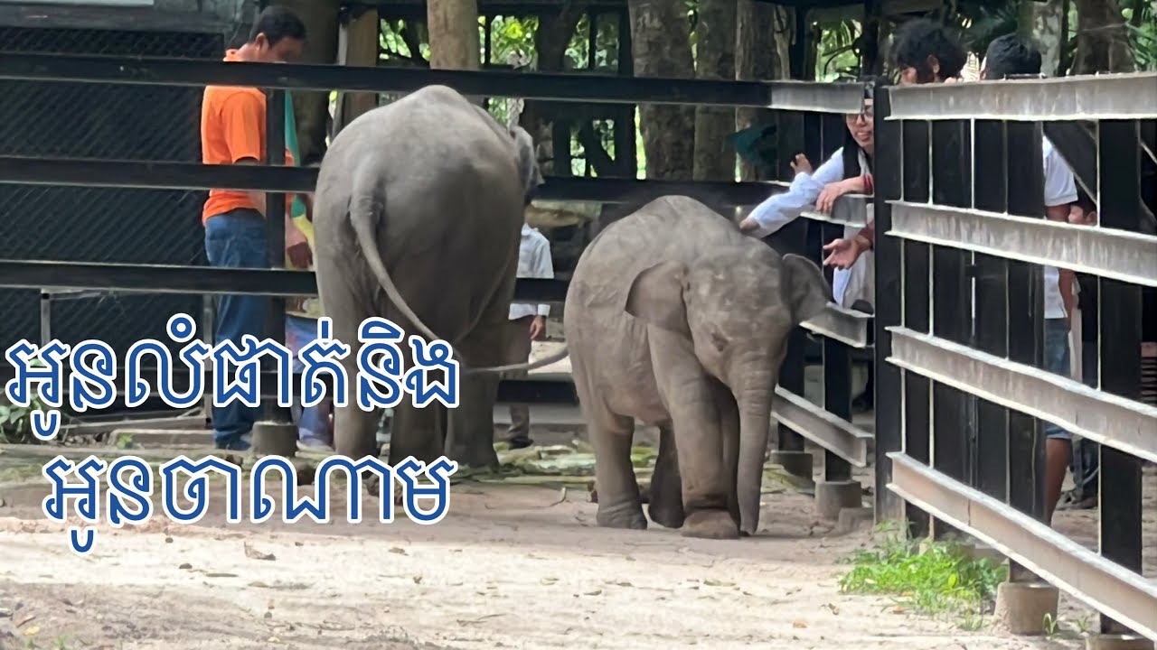 ទស្សនាកំសាន្តជាមួយអូនលំផាត់ និងចាណាម. #elephant #zoo #fyp #ភ្នំតាម៉ៅ #លំផាត់.