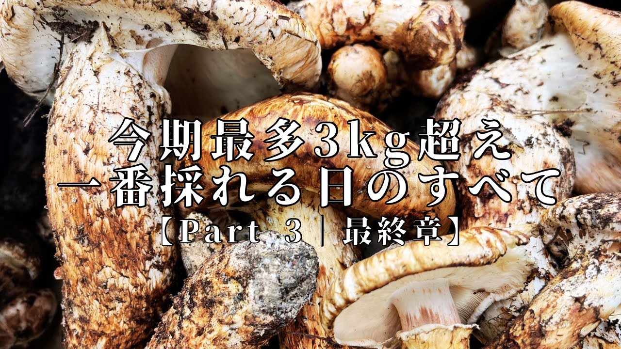 想像を超える松茸に出会う！【Part 3｜最終章】