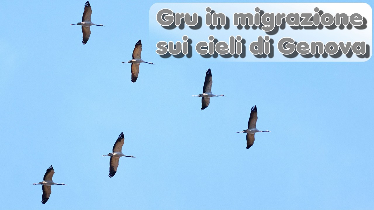 Gru in migrazione sui cieli di Genova