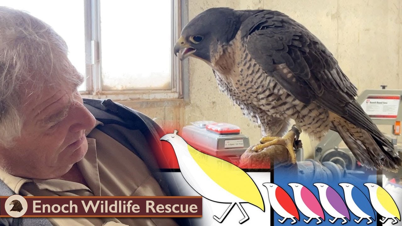 The Peregrine Family
