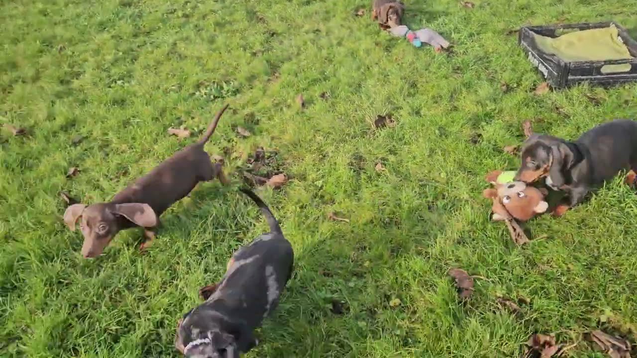 Teckel pupsenzo.be chip :2204,2207,2214 en 2219 🥰