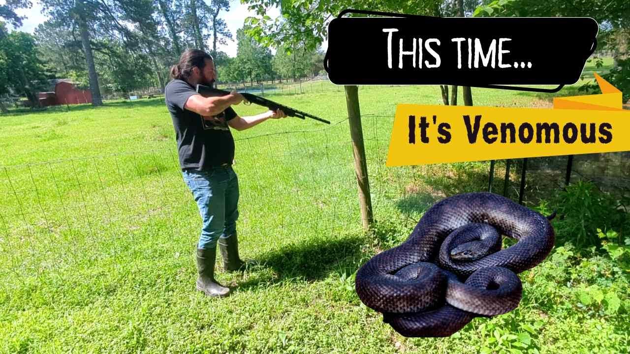 Venomous Snakes & Checking on Jami's Garden