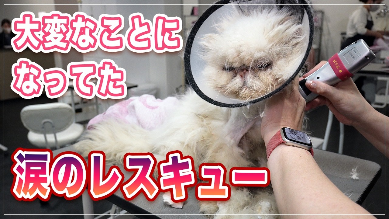 亡き友との最後の約束。毛玉に覆われた3匹の猫を救いました | 涙のレスキュー。友の遺した3匹の猫と向き合った日 | 毛玉に埋もれた猫を救うまで【ペルシャ】