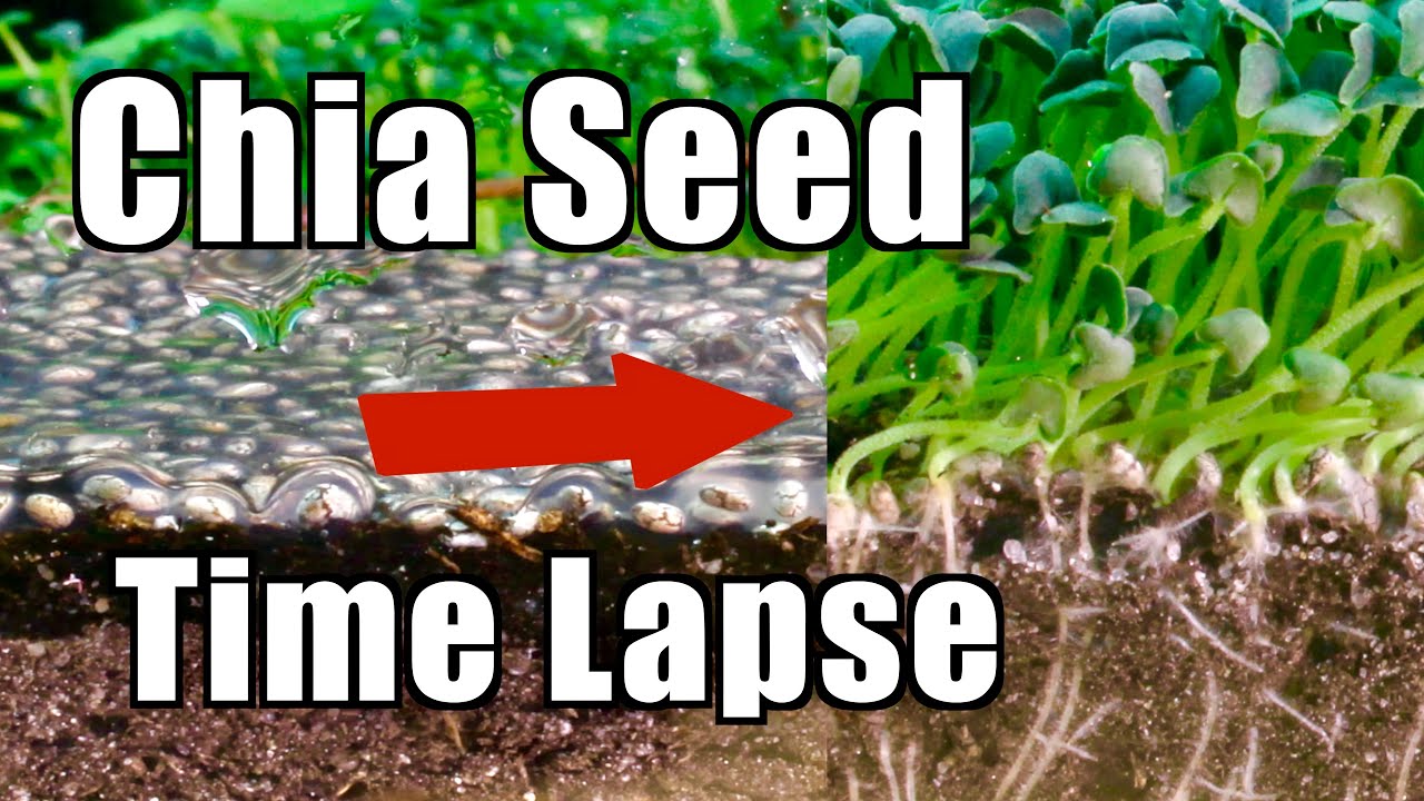 Growing 10,000 Chia Seeds | Time Lapse Laboratory