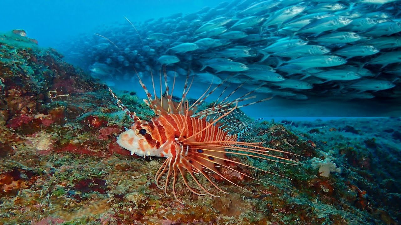 3 Lionfish Facts | Their venom deters most predators and can cause serious symptoms in... wildlife