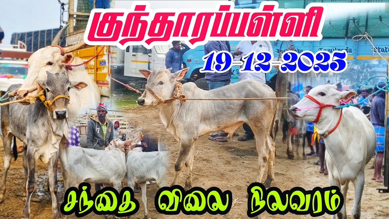 19-12-2025 kundarapalli Friday Biggest Bull market in tamilnadu Krishnagiri district 