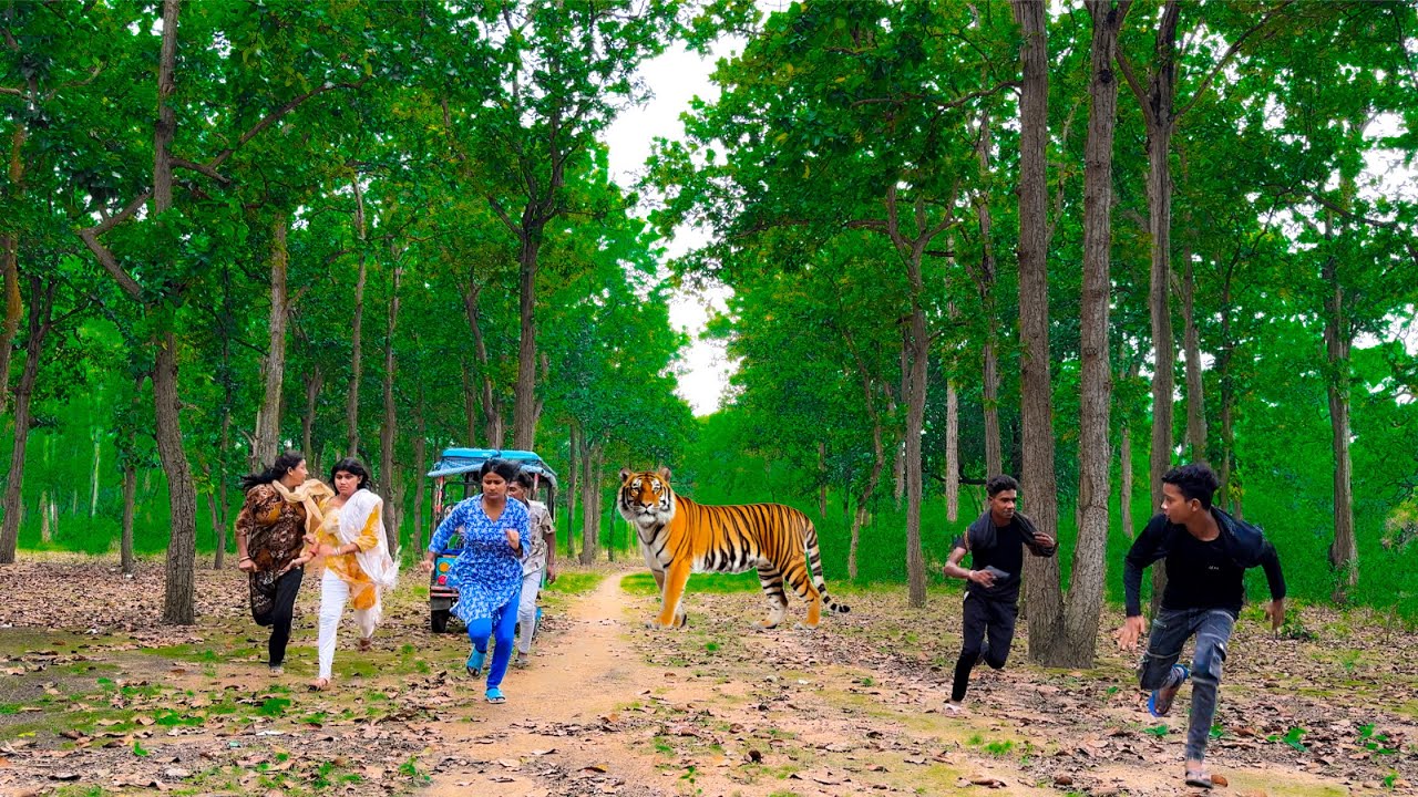 Tiger Attack Man In The Forest | Tiger Attack Jungle | Tiger Attack Stories