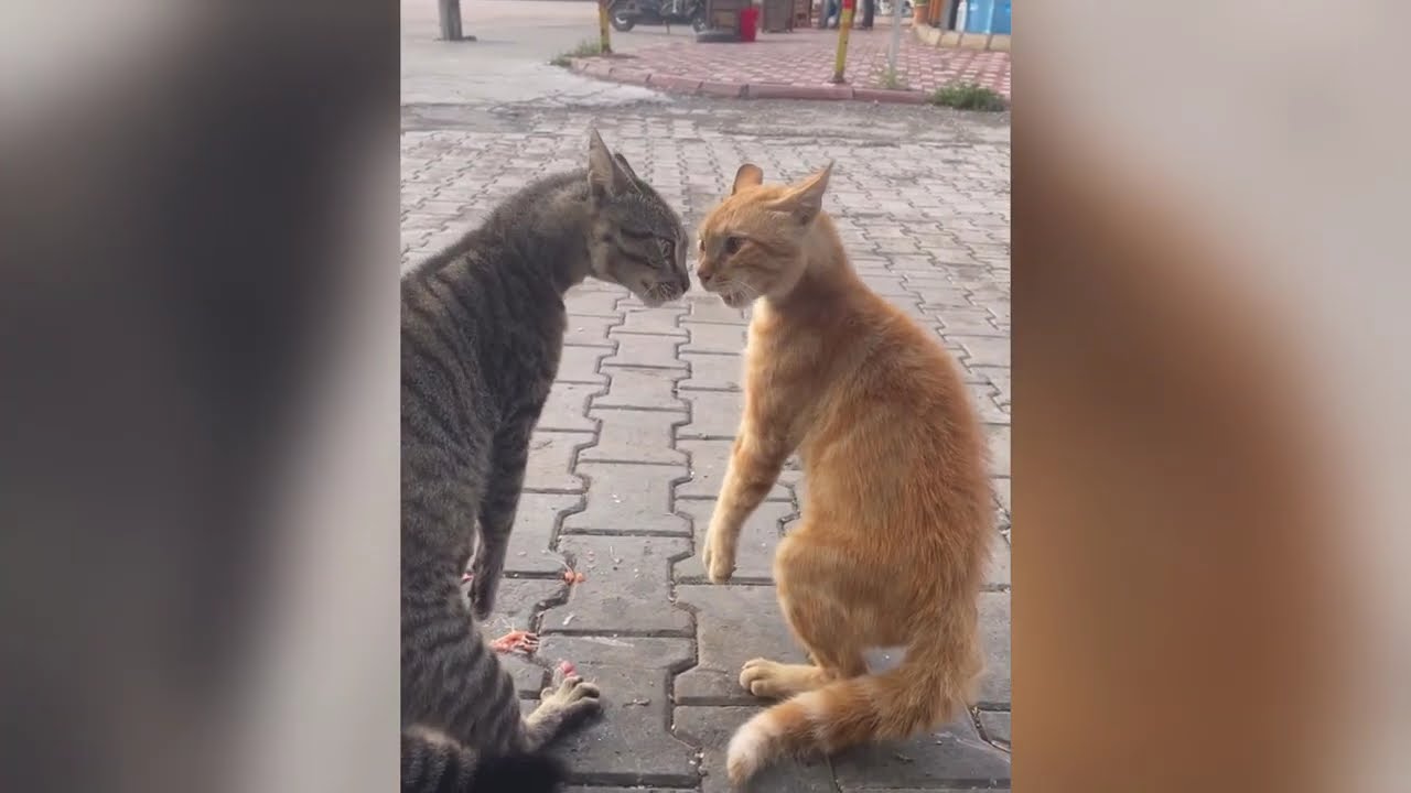 Cat cat fight funny video 
