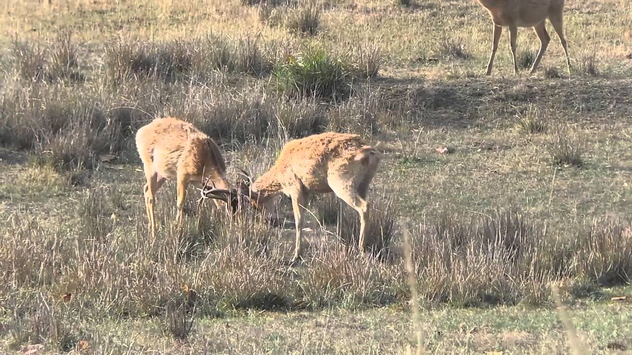 HORNS LOCKED