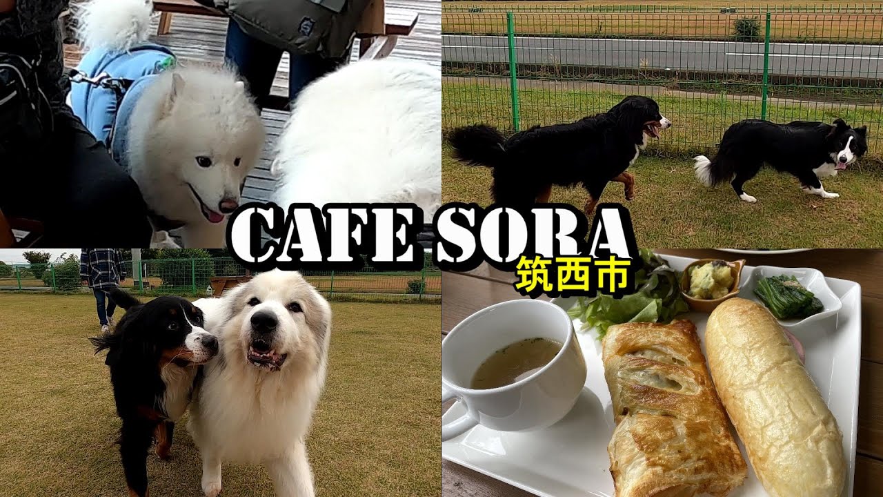 【ラム＆ピコ】CAFE SORAさんでランチしました【退院後初外出】