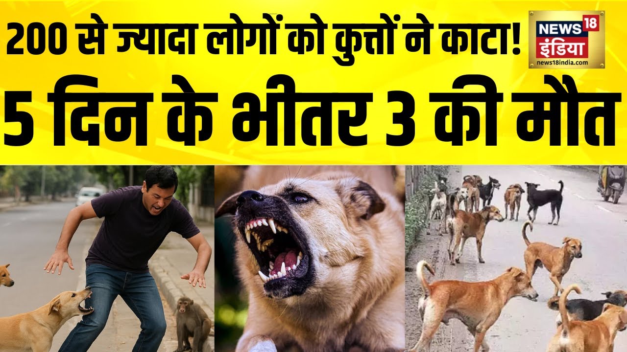 200 से ज्यादा लोगों को कुत्तों ने काटा! 5 दिन के भीतर 3 की मौत | MP News | Gwalior News | Hindi News