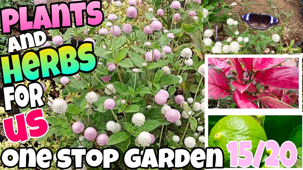 Plants and Herbs for Us !One Stop Garden in Silang for only 15 #garden #herbal #plants #butterfly