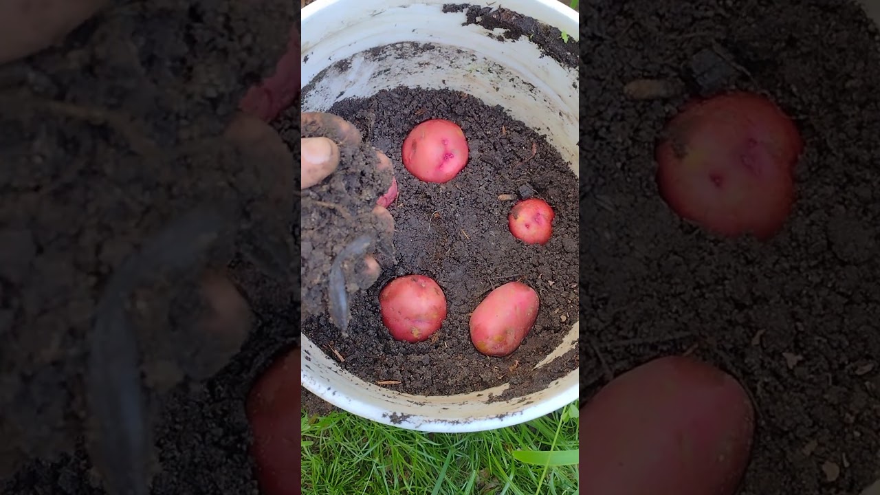 how to plant red potatoes in a 5 gallon bucket