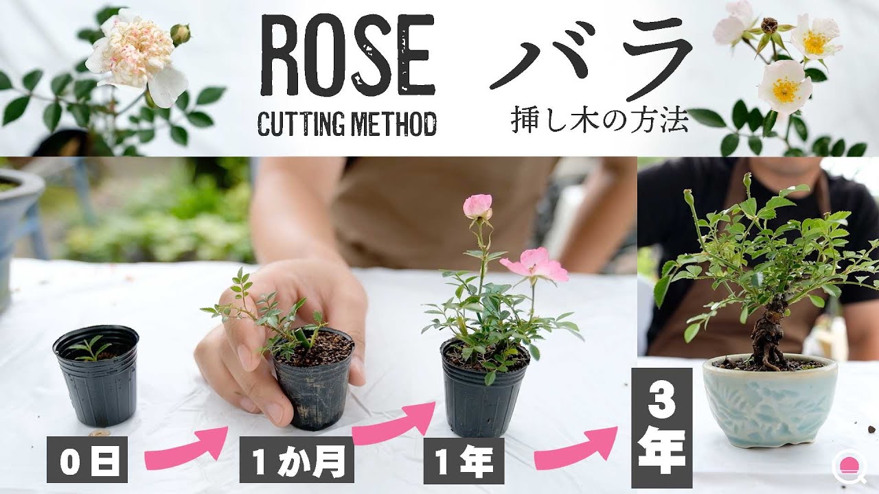 挿し木シーズン到来！バラの挿し木方法と盆栽大野さんが挿してる木は？【盆栽Q】