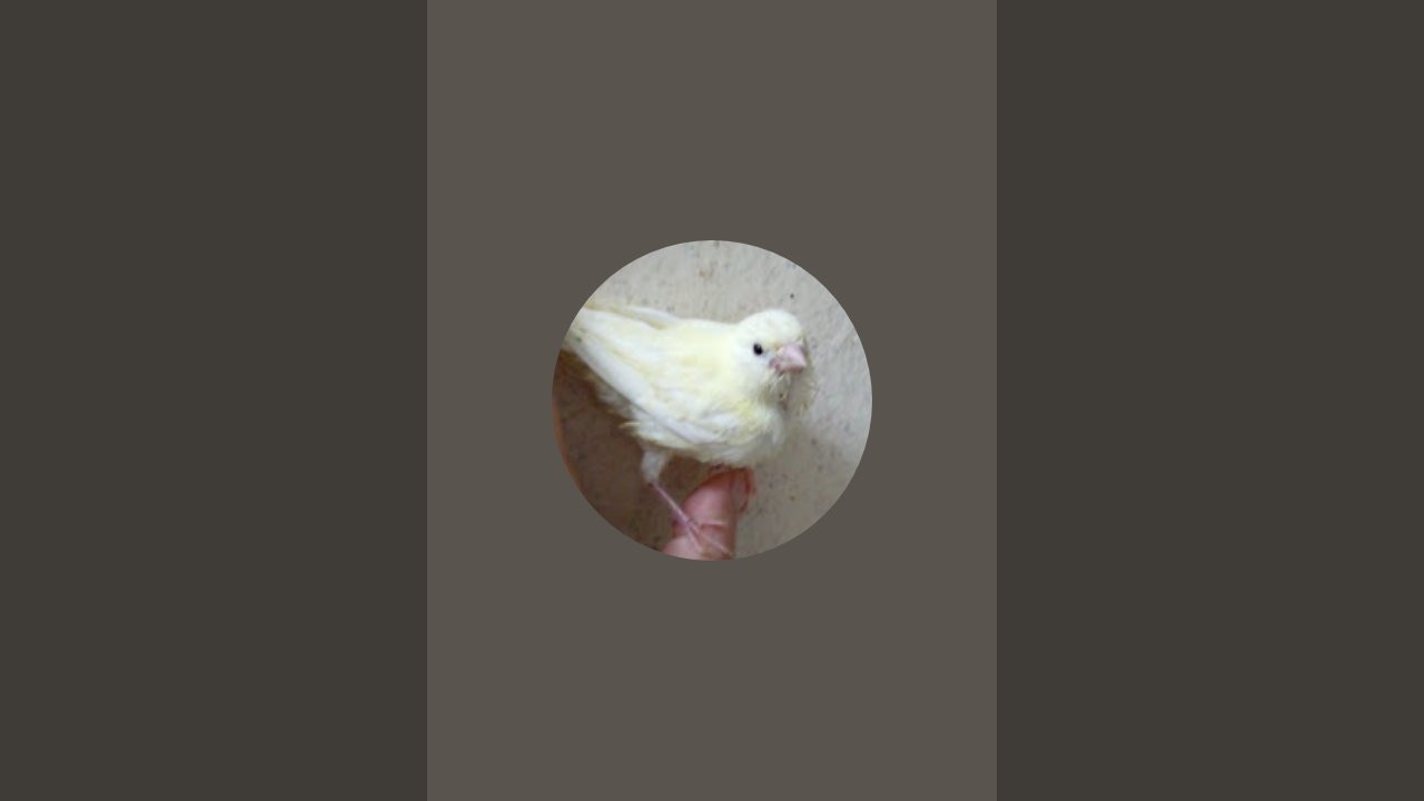 طائر الحسون اللهم بارك🐦‍⬛🐦‍⬛🐦‍⬛🐦‍⬛🐦‍⬛🐦‍⬛🐦‍⬛