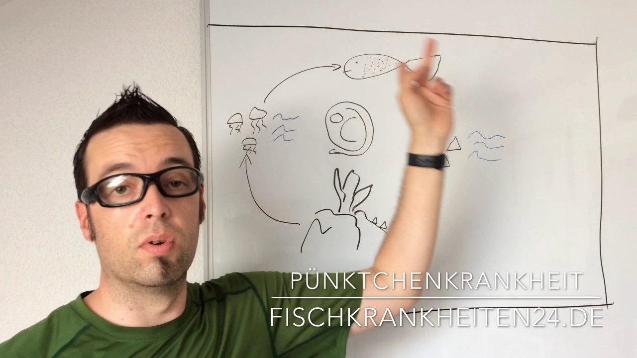 So behandelt ihr die Pünktchenkrankheit Im Aquarium - Fischkrankheiten24.de