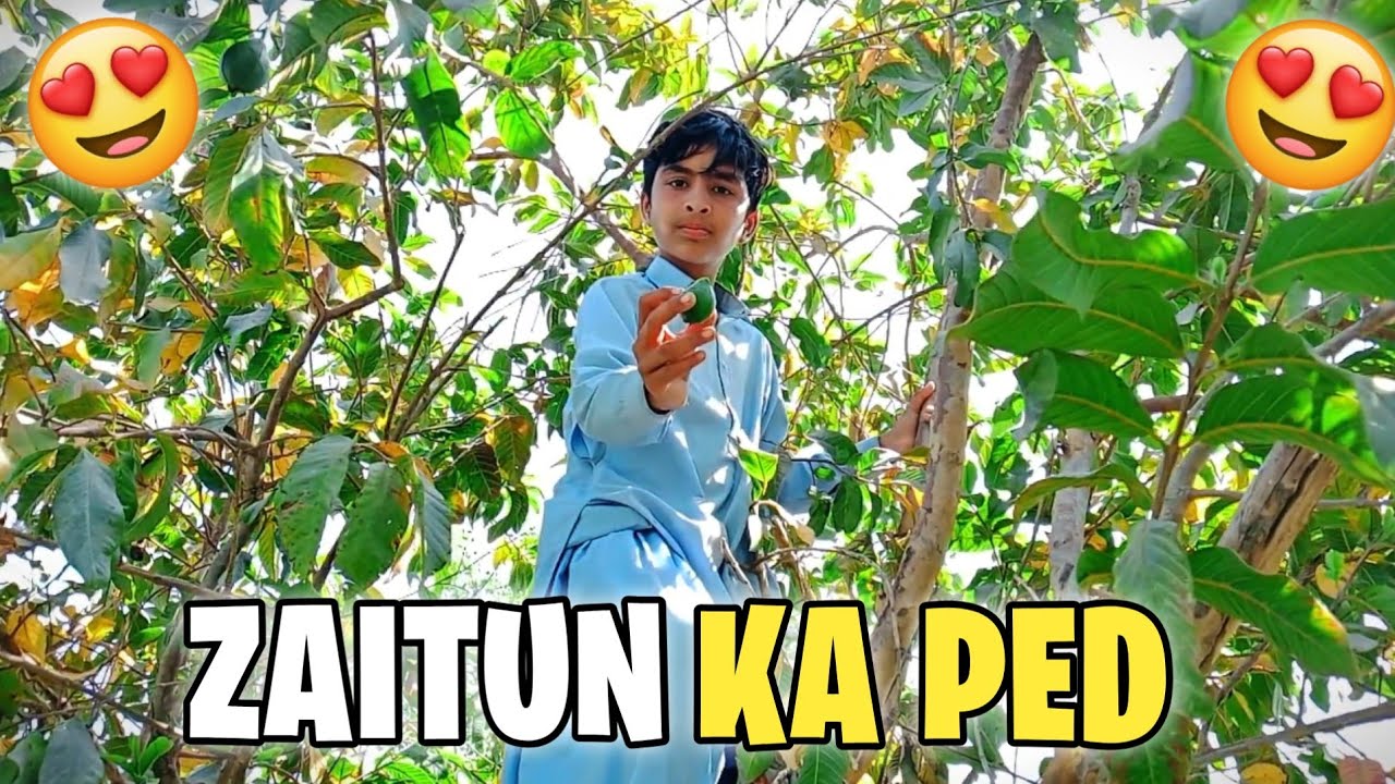 Zaitun Ke Ped Wow Gaon Ki Hariyali 😍🌿🌱