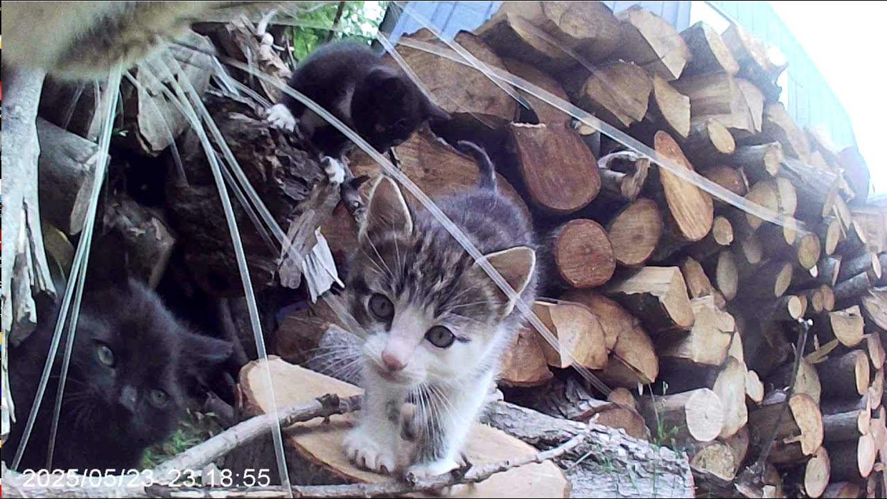 Meet Shorty Gray Kat and her new brood of kittens