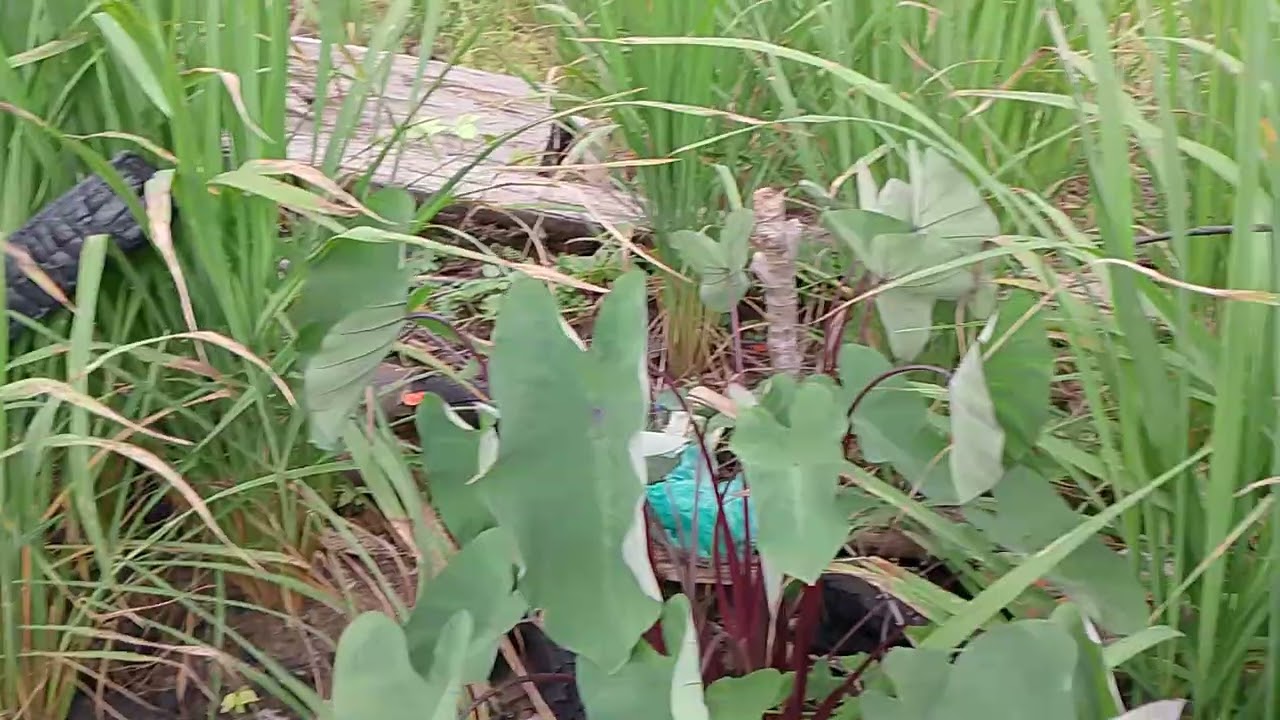 Okey guys hari kita cari sayur di ladang ya,,cari buah timun yg segar 👍